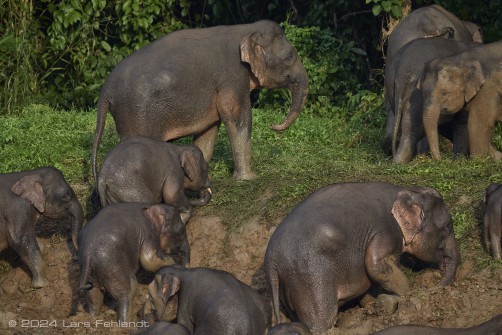 Borneo elephant or the Borneo pygmy elephant, Elephas maximus borneensis Deraniyagala, 1950 Sabah/Borneo.