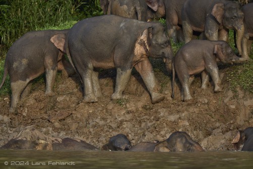 Borneo elephant or the Borneo pygmy elephant, Elephas maximus borneensis Deraniyagala, 1950 Sabah/Borneo.