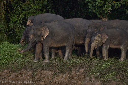 Borneo elephant or the Borneo pygmy elephant, Elephas maximus borneensis Deraniyagala, 1950 Sabah/Borneo.