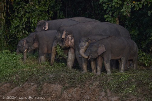 Borneo elephant or the Borneo pygmy elephant, Elephas maximus borneensis Deraniyagala, 1950 Sabah/Borneo.