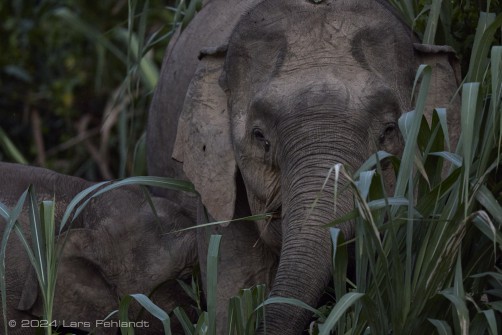 Borneo elephant or the Borneo pygmy elephant, Elephas maximus borneensis Deraniyagala, 1950 Sabah/Borneo.